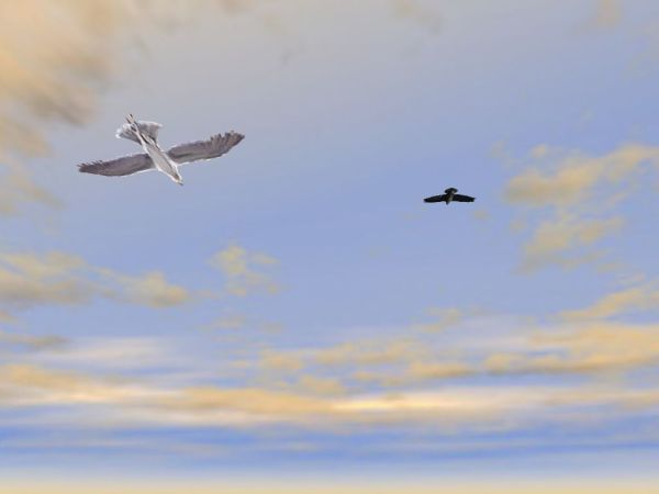 Birds