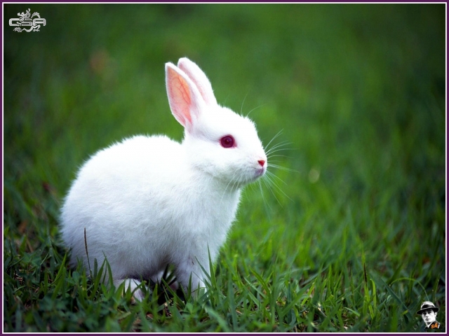 [UPDATE] Rabbit Mod AA :: Release Version 4 