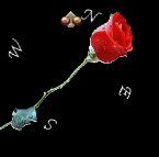 Rose Compass